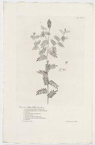 Dalea alopecuroides Dalea. Hort. Klint. 363. sp. 1 (titel på objekt) af Jan Wandelaar