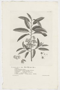 Kiggelaria africana Kiggelaria: mas. Hort. Klint. 462. sp. 1 (titel på objekt) af Jan Wandelaar