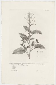 Lobelia cliffortiana Lobelia stængel oprejst, hjerteformede blade forældet tandede bladstilke, afsluttende corymbose. Have. Klint. 426. sp. 3 (titel på objekt)