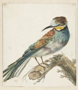 Vixenitter (Merops apiaster) af Jan Baptist Weenix