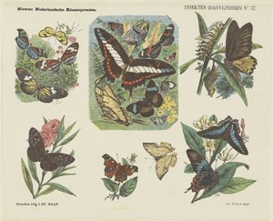 Insekter (sommerfugle) (titel på objekt) Nye hollandske børnetryk (serietitel på objekt)