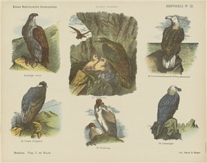 Birds of Prey (titel på objekt) Nye hollandske børnetryk (serietitel på objekt) Funkes print (serietitel på objekt)