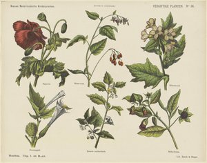 Giftige planter (titel på objekt) Nye hollandske børnetryk (serietitel på objekt) Funkes print (serietitel på objekt)