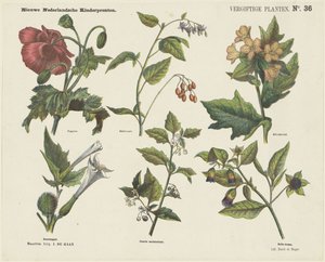 Giftige planter (titel på objekt) Nye hollandske børnetryk (serietitel på objekt)