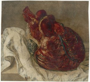 Aftryk af hjernen og hjertet Anatomisk undersøgelse af et menneskeligt hjerte af Jan l