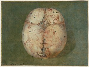 Aftryk af hjernen og hjertet Anatomisk undersøgelse af kraniet af en umoden baby af Jan l