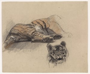 Tilbagelænet tiger, og hovedet af en tiger