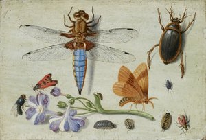 En cockchafer, bille, skovlus og andre insekter, med en kvist af Auricula, begyndelsen af 1650
