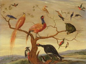 A Concert of Birds (olie på kobberpanel) af Jan van Kessel the Elder