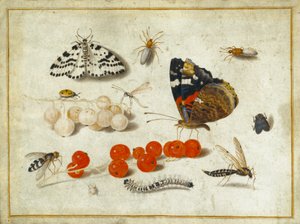Sommerfugl, larve, møl, insekter og ribs, ca. 1650-65 (gouache og blæk på vellum) af Jan van Kessel the Elder