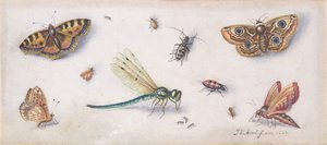 Insekter, sommerfugle og en guldsmede, 1600-tallet.