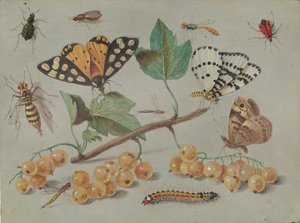 Studie af sommerfugle og insekter, ca. 1655.