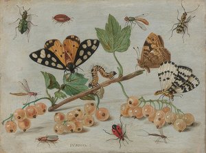 Insekter og frugter. Omkring 1660-65 af Jan van Kessel the Elder