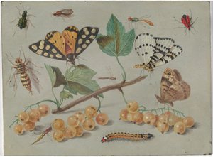 Studie af sommerfugle og insekter af Jan van Kessel the Elder