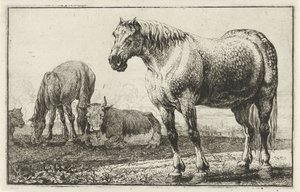 Heste og køer Dyr (serietitel) Zoographiam (serietitel)