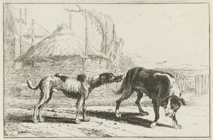 Hankøn og hunkøn Dyr (serietitel) Zoographiam (serietitel)