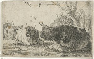 hvilende køer Dyr (serietitel) Zoographiam (serietitel)