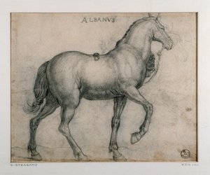 Study for a horse Tegning af Giovanni Stradano (Jan van der Straet) (1523-1605) Firenze, Institut for Tryk og Tegninger, Uffizi (Kontorer) af Jan van der Straet