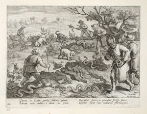 Italienske hugorme spiser tudser, tallerken 60, illustration fra 