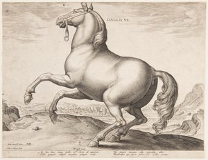 En fransk hest, fra det første sæt af "Equile Joannis Austriaci" af Jan van der Straet, called Stradanus