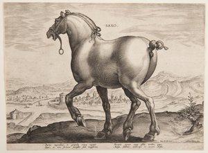 En saksisk hest, fra det første sæt af "Equile Joannis Austriaci" af Jan van der Straet, called Stradanus