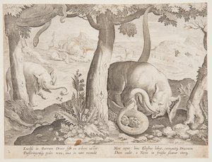 Fight between Elephants and Snakes, tallerken 2 fra Hunting of Wild Animals, Birds and Fish-serien af Jan van der Straet, called Stradanus