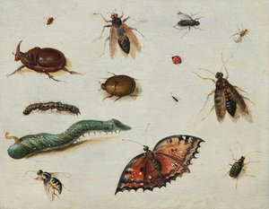 ""Insekter"" (Insekter) Maleri af Jan Van Kessel den ældre (1626-1679) Olie på træ Dim 13x16,5 cm Fondation Custodia