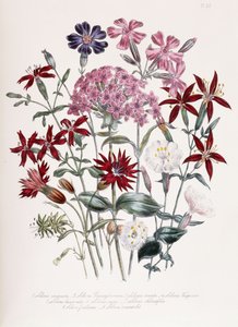 Catchfly
