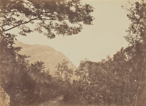 Akacie, Como