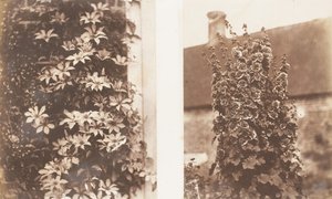 Clematis Cerulea, Stokroser, 1853-56.