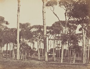Pinjelund, Villa Pamfili Doria, Rom