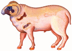 Vædderen Vædderen, 1996, (blæk og gouache) af Jane Tattersfield