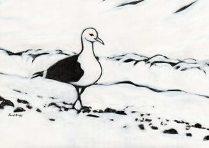 Måge fra Washington Park, ca. 2017 (kul og gesso på papir) af Janel Bragg
