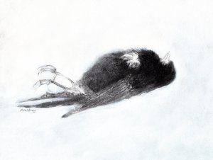 Sårbarhed og død om vinteren (Dead Bird by my Stairwell II, ca. 2019) trækul og gesso på papir) af Janel Bragg