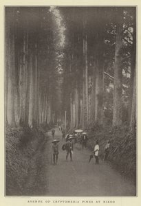 Avenue of Cryptomeria fyrretræer ved Nikko