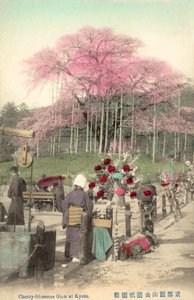 Cherry Blossoms, Gion, Kyoto, Japan af Japanese Photographer
