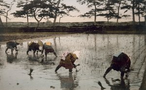 Fem bønder genplanter ris i en rismark, 1890