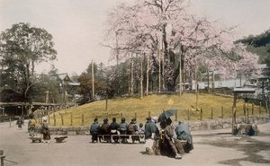 Det berømte kirsebærtræ ved Maruyama, Kyoto 1890