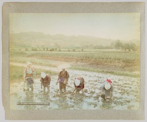 Transplantering af risspirer, Japan (håndfarvet sort/hvid foto) af Japanese Photographer