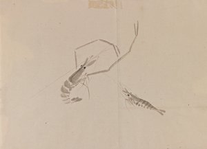Tegning af to krebs (blæk på papir) af Japanese School