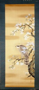 Falk på en gren af japansk kirsebær blomstrede. Silkemaleri fra det 18. århundrede i Japan. Genova. Museo Chiossone. af Japanese School