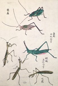 Græshopper og mantiser (træbloktryk i farver) af Japanese School