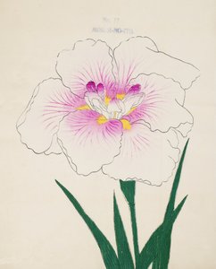 Frøken Gino. -Tråd, af. 17, 1898 af Japanese School