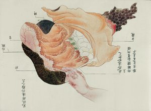 Maven og tarmene fra dissektion af et torturoffer fra 1796, fra en makimono fra en Midori-læge, 1842 (pen & blæk og wc på papir) af Japanese School