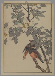 To fugle med hvide blomster, Meiji-perioden, 1892 (træblok i farver) af Japanese School