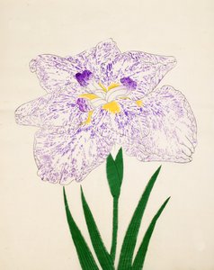 Yamato Nishiki. 31, 1890 af Japanese School