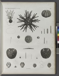 Urchins af Jean Cesar Macret