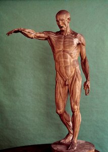 Menneskets anatomi. Ecorche af Jean Antoine Houdon (1741-1828)