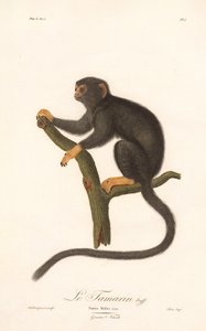 Tamarin med gyldne hænder (Simia Midas) af Jean Baptiste Audebert