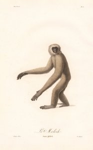 Grå langur (Simia moloch) af Jean Baptiste Audebert